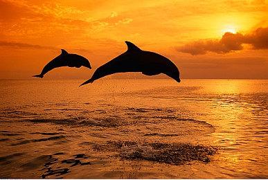 任天堂法务部也奈何不得 欧洲改造Switch 2任天堂也BAN不了